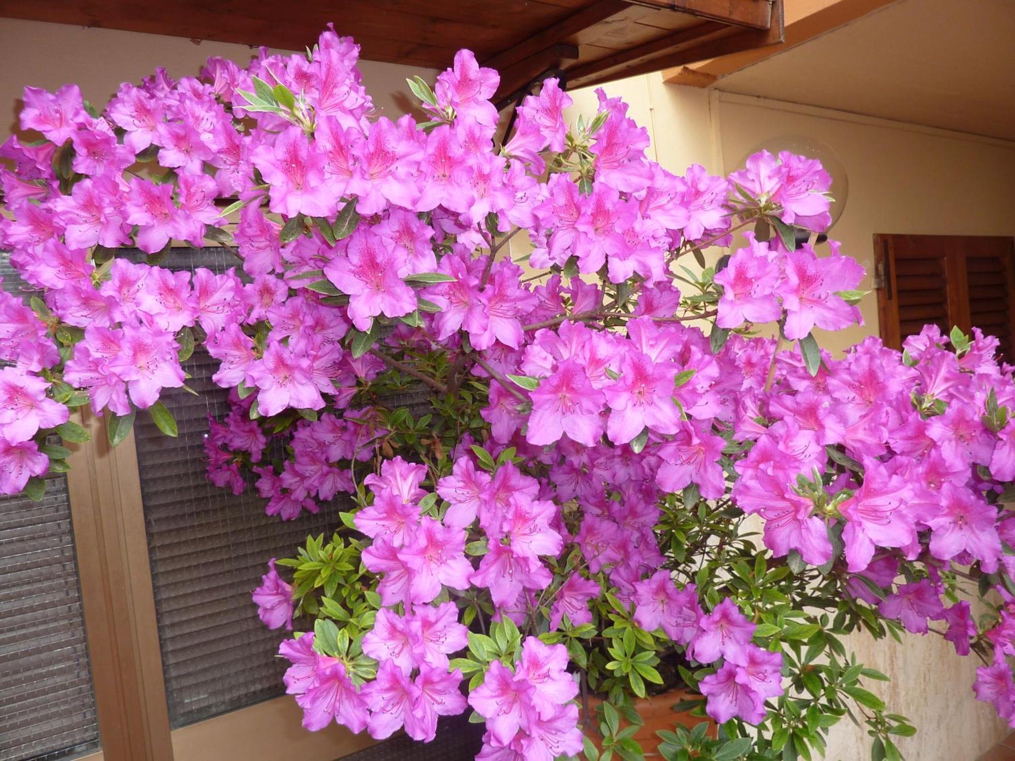 فندق Primettahouse سان جيمينيانو المظهر الخارجي الصورة